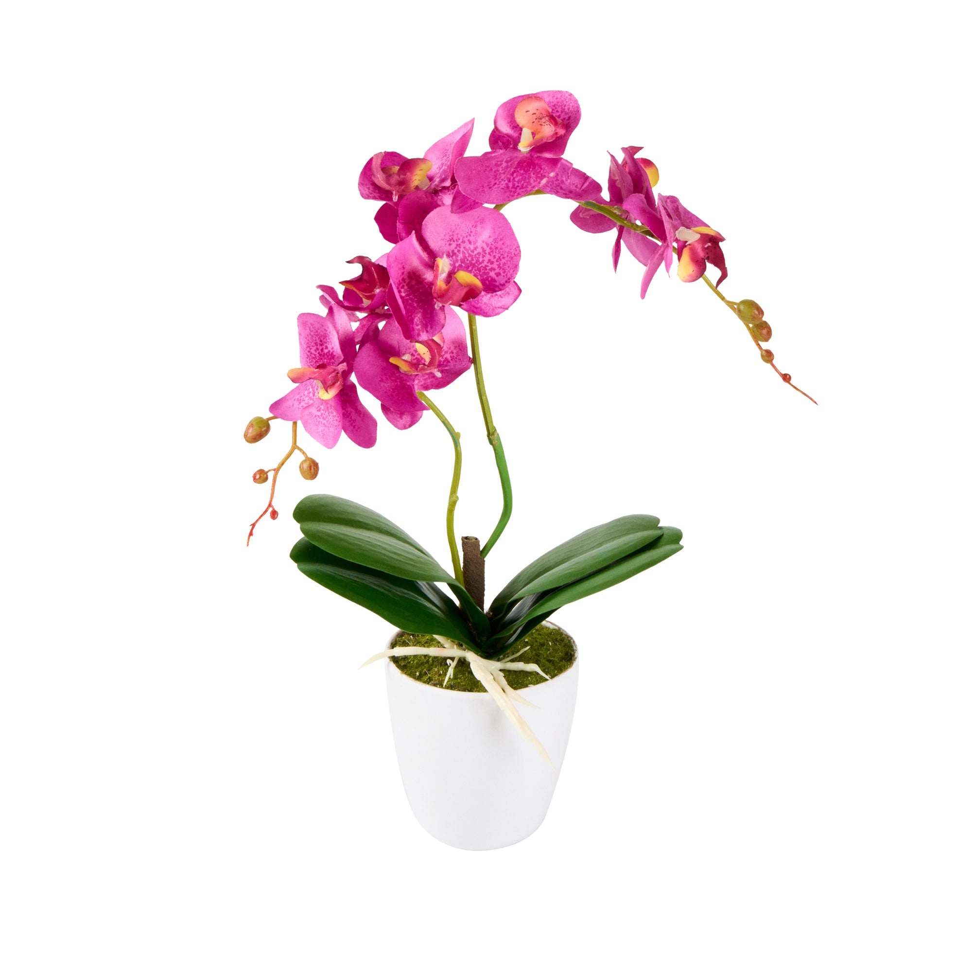 Fiore Round Magenta Plastic Moth Orchid in Plastic Pot - 8 Blooms - 4" x 4" x 15" - 12 count box