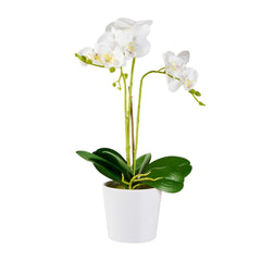 Fiore White Plastic Orchid in Plastic Pot - 12 Blooms - 5 1/2