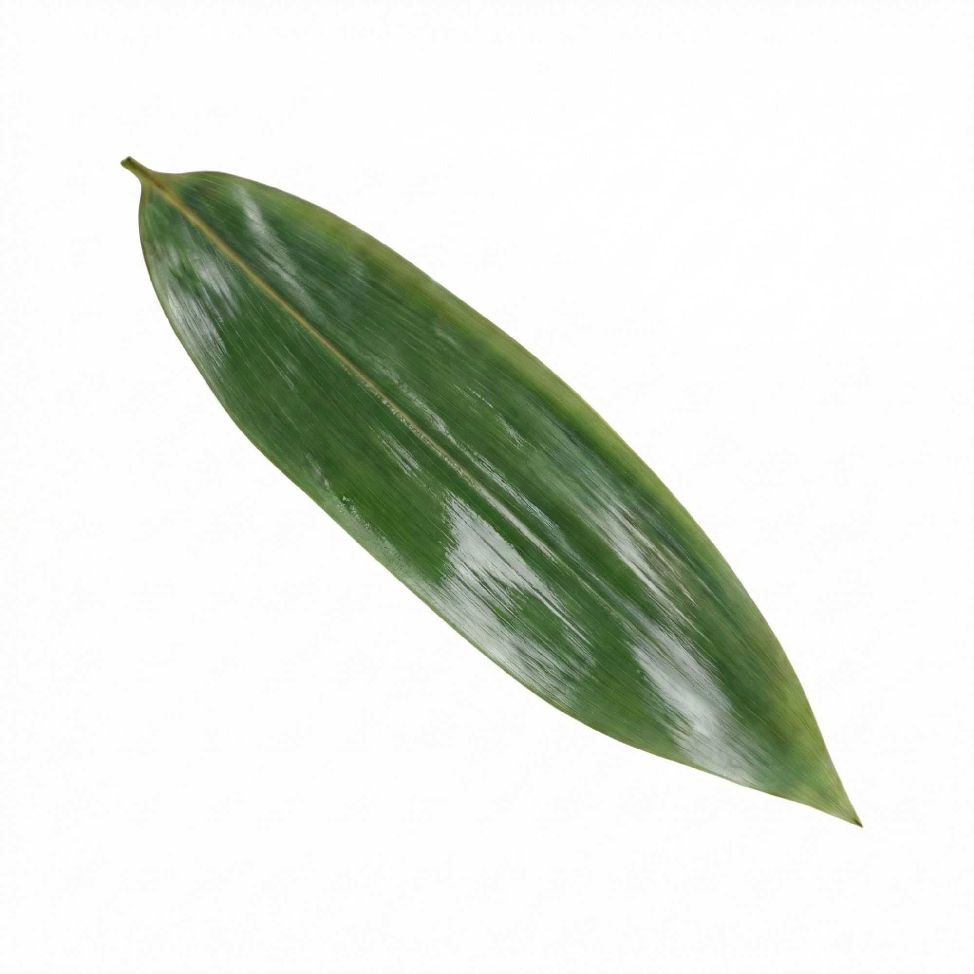 Dojo Green Fresh Bamboo Leaves - Vacuum Packed - 11 3/4" x 3 1/2" - 100 count box