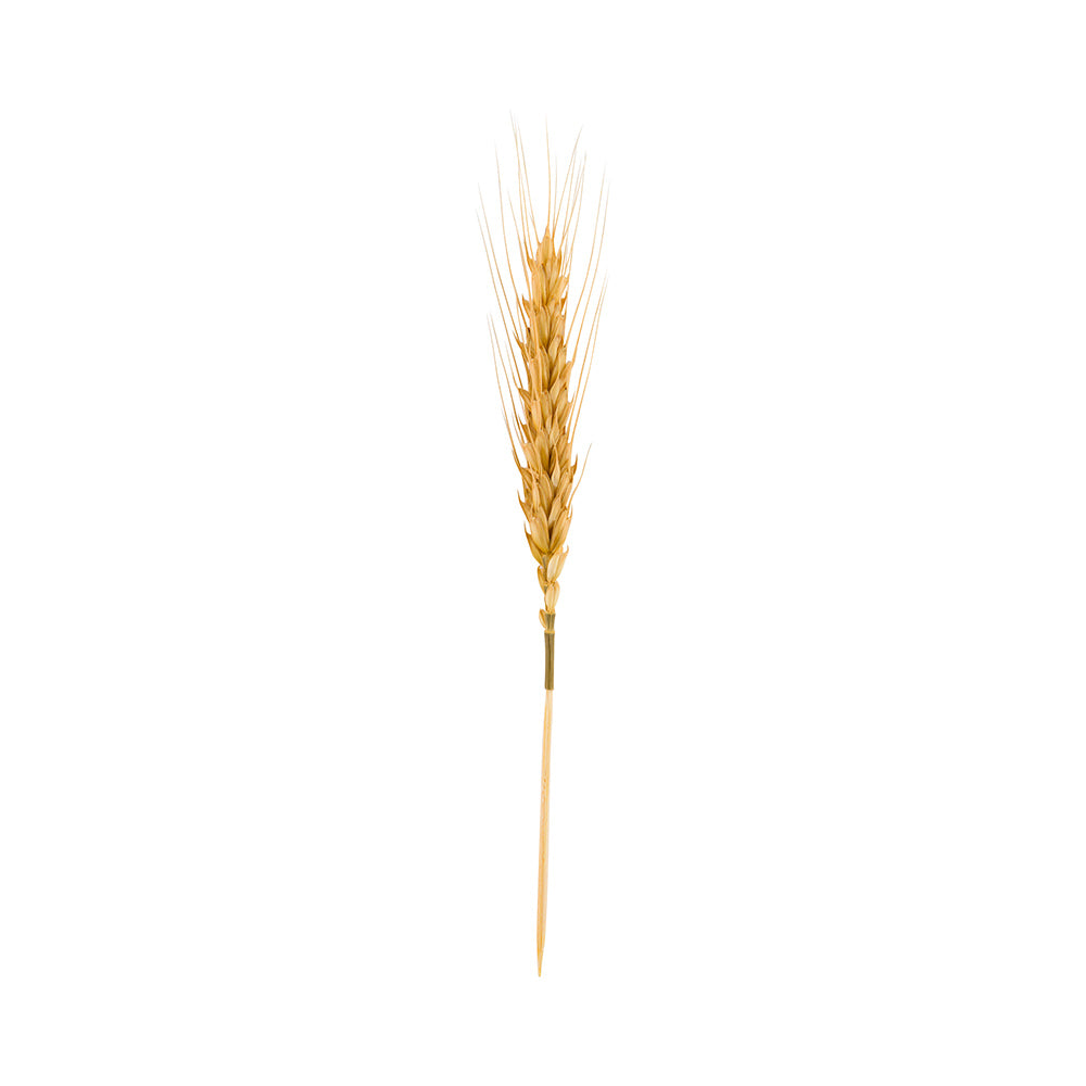 Pixy Natural Wheat Skewer - 6" - 500 count box
