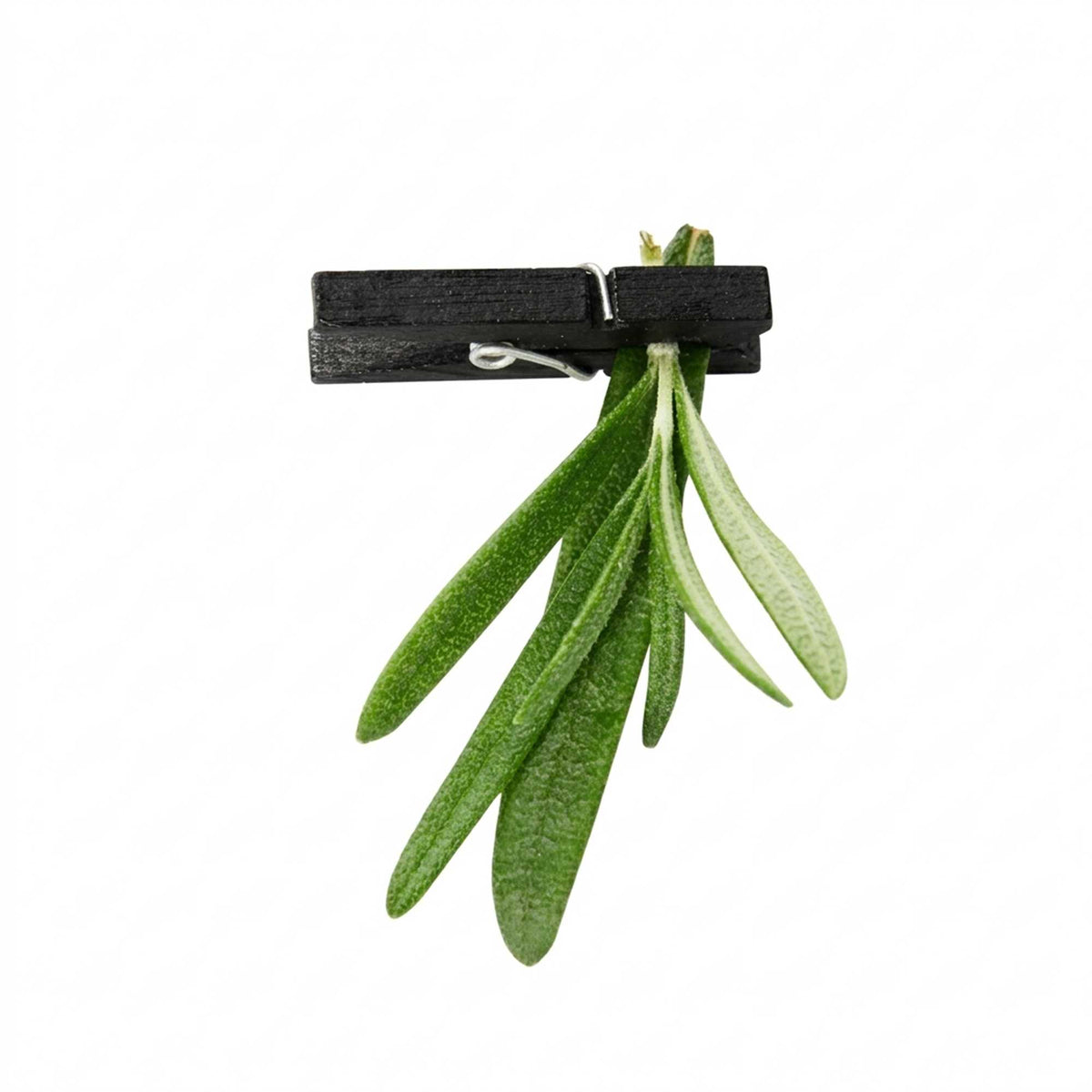 Bambuddha Black Bamboo Mini Clothespin - 1 1/4" - 500 count box