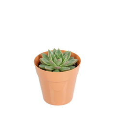Mini Serve 4 oz Round Terracotta Plastic Mini Flower Pot - 2 1/2