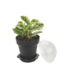 Mini Serve 6 oz Black Plastic Mini Flower Pot Cup - with Lid - 3