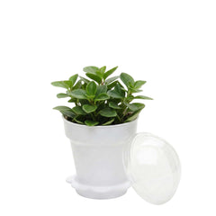 Mini Serve 6 oz White Plastic Mini Flower Pot Cup - with Lid - 3